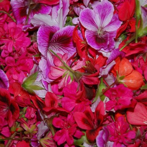 flowers